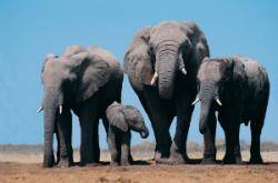 Hadoop elephants