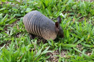 Is the Aardvark a Social Animal?