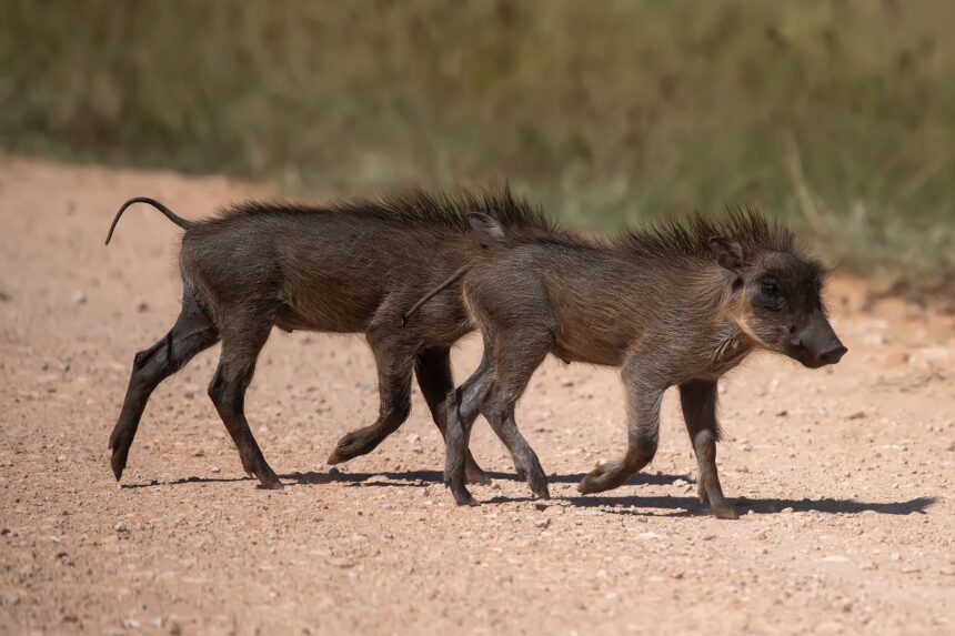 I Have 10 Aardvark Invites