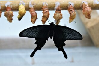 Information led transformation with decision management
