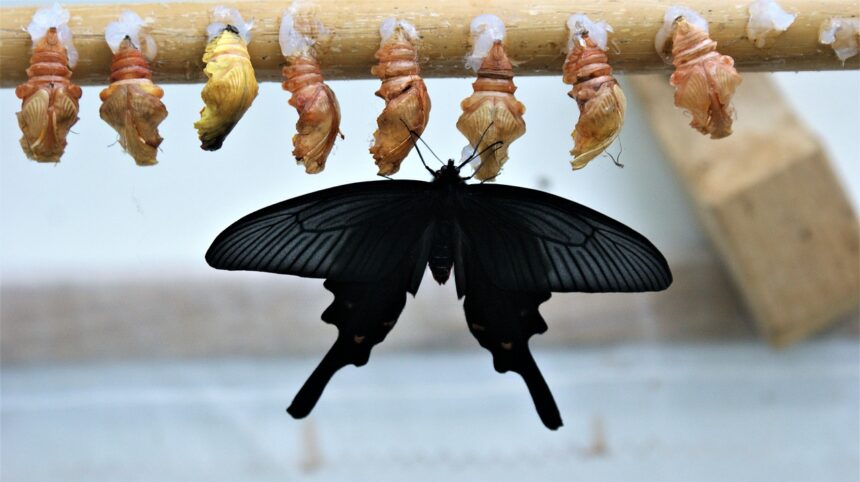 Information led transformation with decision management