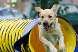 Agility in Action