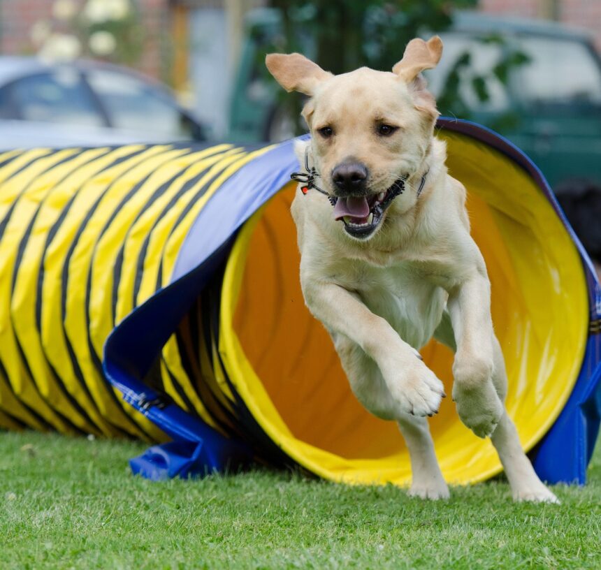 Agility in Action
