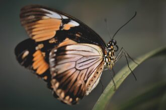 The Butterfly Effect and Data Quality