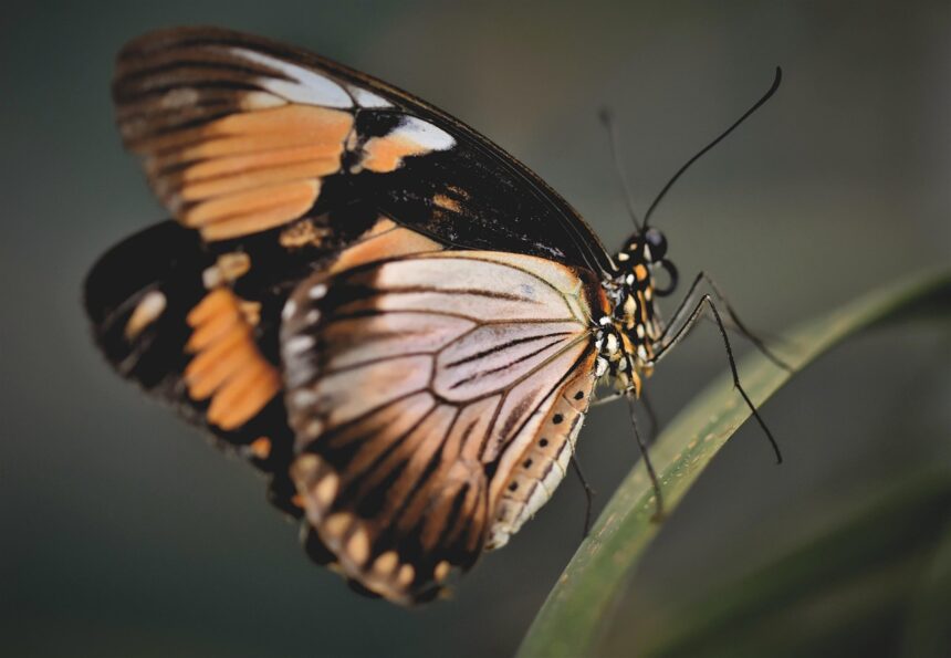 The Butterfly Effect and Data Quality