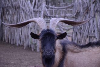 What You Need to Know About Duqu