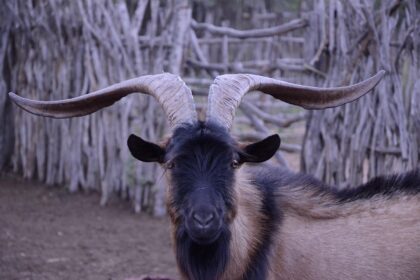 What You Need to Know About Duqu