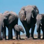 Hadoop elephants
